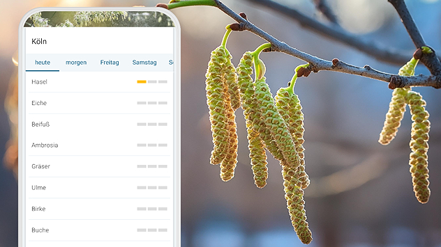 Hasel-Kätzchen hängen an einem Zweig, daneben eine Pollen-App. Die Anzeige zeigt heutige Haselpollen in Köln. Eiche, Gräser und weitere Pollen stehen auf Null.