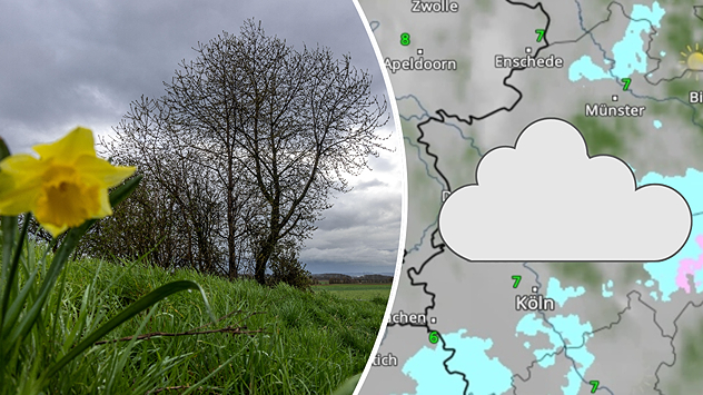 Narzisse vor grauem Himmel - WetterRadar zeigt kompakte Bewölkung