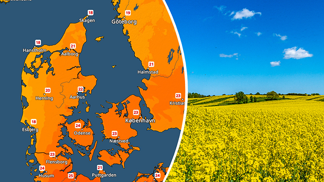 VejrRadar over Danmark med sommerlige temperaturer kombineret med blomstrende gul rapsmark under blå himmel.