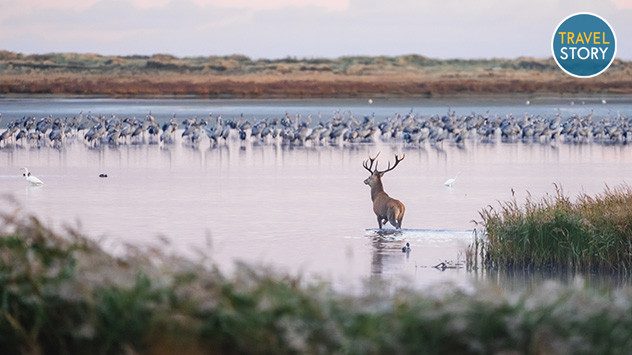 Kraniche auf Fischland-Darß-Zingst, ein Hirsch im Vordergrund. (c) TMV/Gross