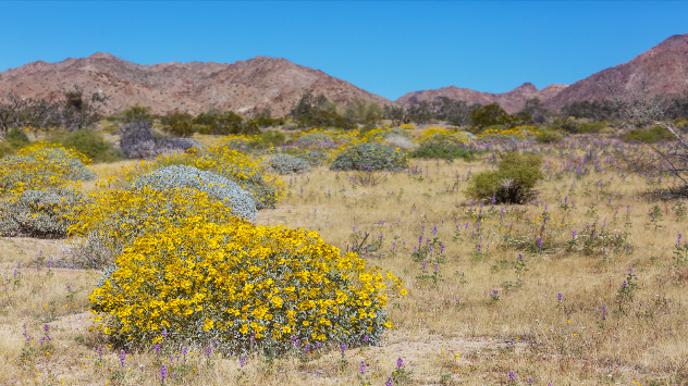 The picture shows lots of flowers in a desert.
