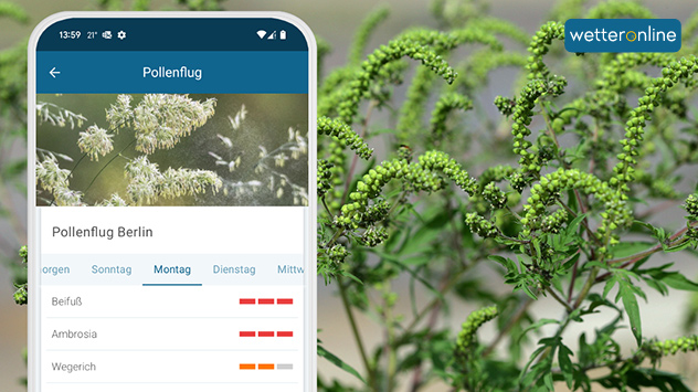 Bei sonnigem und windigem Wetter nimmt der Flug von Ambrosiapollen in einigen Regionen merklich zu.