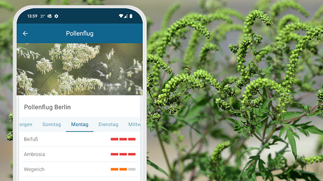 Ambrosia-Stauden auf Feld - Pollenvorhersage Berlin