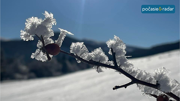 Inoväť na stonke od šípky.