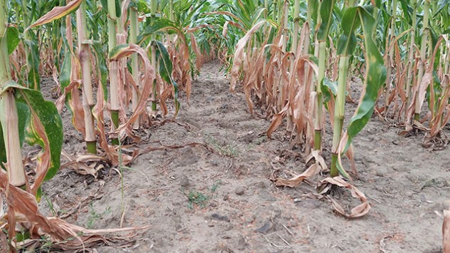 Ursache der so beständigen Hochsommerwitterung ist das Zusammenspiel von warmen Luftmassen aus Südwesteuropa mit hartnäckigem Hochdruckeinfluss.