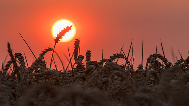 Sonne Getreide Sommer