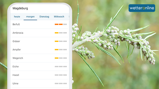 Smartphone zeigt Pollenflugübersicht mit erhöhter Belastung durch Beifuß und Ambrosia für Magdeburg, daneben Beifuß-Pflanze in Nahaufnahme.