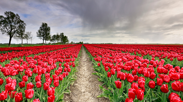 Wide field of blooming red tulips arranged in neat rows with a central dirt path leading into the distance, under a cloudy sky with trees along the horizon.