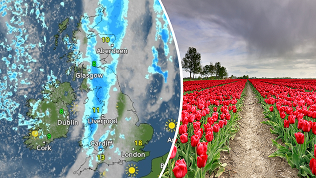 Split image with a UK weather map on the left showing a rain band in blue moving south, and a vibrant field of red tulips with a central path under cloudy skies on the right.