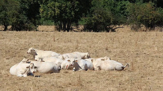 Eine Gruppe heller Rinder liegt dicht beieinander im trockenen Gras einer Weide. Im Hintergrund stehen grüne Bäume und Sträucher.