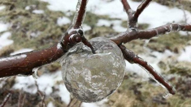 Manzana de hielo.