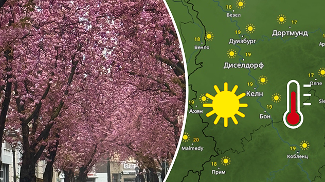 Festival trešnje u Bonu