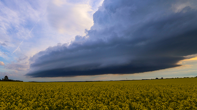 Dunkle Gewitterzelle mit markanter Wolkenbasis über einem gelben Rapsfeld bei Großenhain am Abendhimmel.