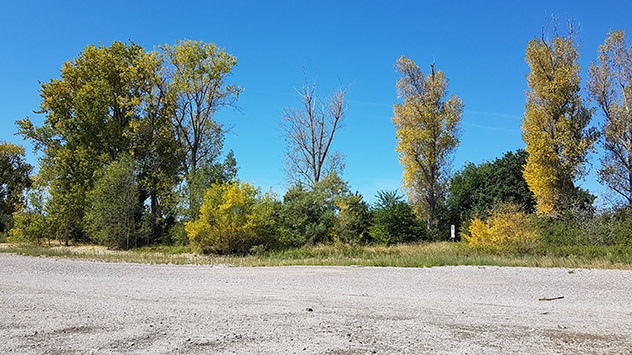 Lang anhaltende Trockenheit hat der Natur zu schaffen gemacht. Wie hier am Rhein unweit von Frankenthal sind die Trockenschäden gut zu erkennen. 
