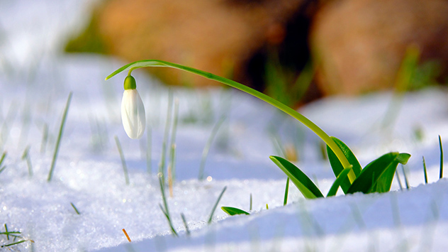 © Gabriele Klein Ein Schneeglöckchen im Sonnenschein über einer dünnen Schneedecke