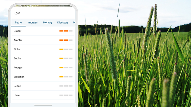 Smartphone mit Pollenübersicht für Köln vor einer Wiese mit hohen Gräsern im Hintergrund.