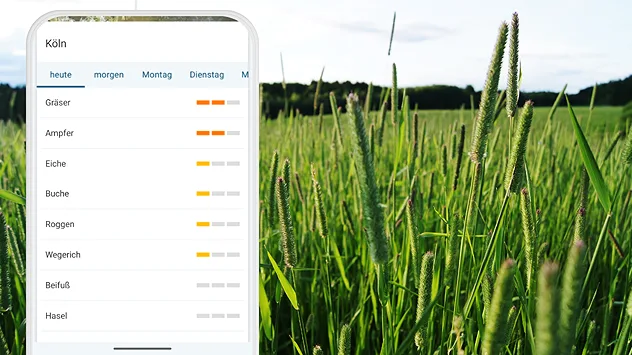 Smartphone mit Pollenübersicht für Köln vor einer Wiese mit hohen Gräsern im Hintergrund.
