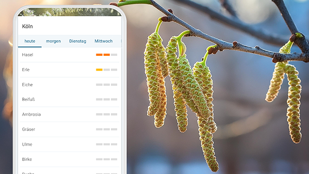 Haselkätzchen an einem Zweig im Sonnenlicht. Links eine Smartphone-Ansicht mit Pollenübersicht für Köln. Hasel zeigt erhöhte Pollenaktivität.
