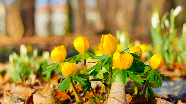 © Frank Fritsche Frühblüher