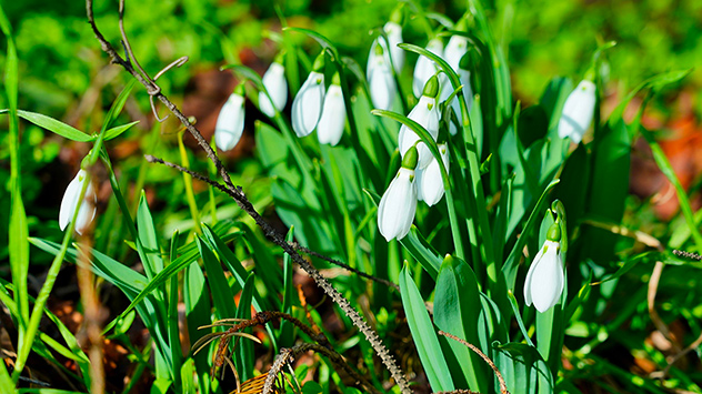 © Frank Fritsche Frühblüher