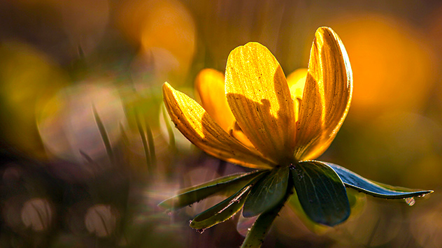 © Kerstin Göthel Frühblüher