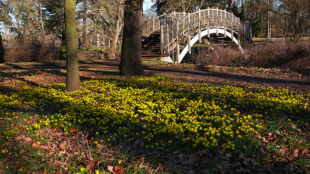 © Christina Haltenhof Frühblüher