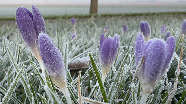 © Jolanda Bakker Frühblüher