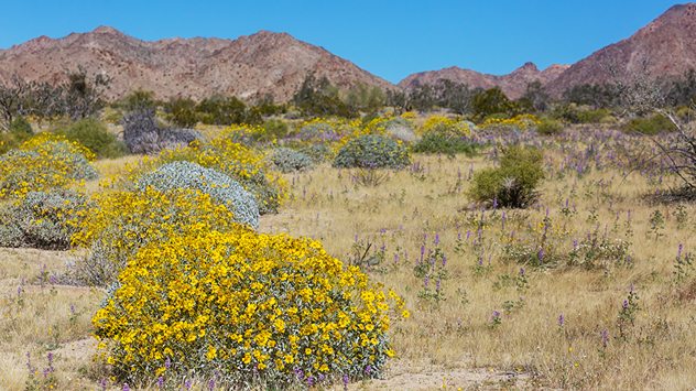 En estos momentos hay una gran cantidad de flores en el Valle de la Muerte.