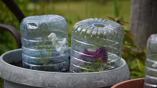 Frühlingsblumen in einem Kübel, die mithilfe von Plastikflaschen vor Frost geschützt werden.