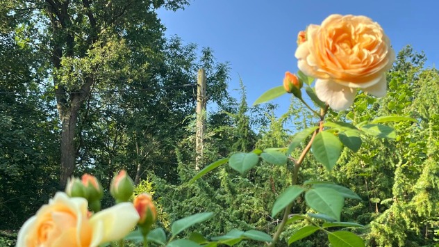 Rosen im Garten  - © Gerda Gabriel via WetterMelder Deutschland Rosen im Garten