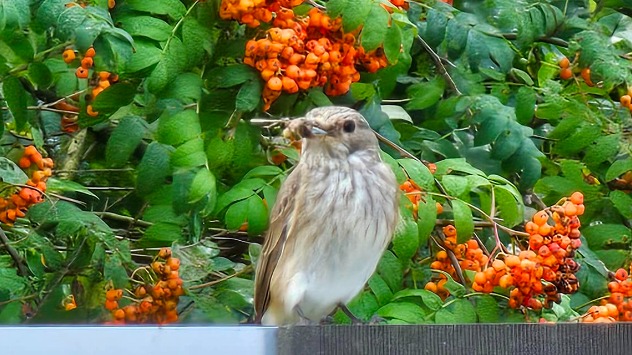 Grauschnäpper mit Insekten im Schnabel - © Renate Albers via WetterMelder Deutschland Grauschnäpper mit Insekten im Schnabel