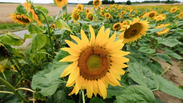 Sonnenblumenfeld - © dpa Sonnenblumenfeld