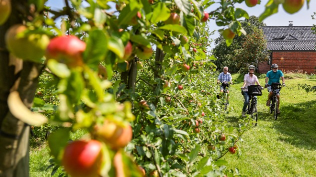 20240725_York-Altes-Land-dpa Radfahrer entlang einer Apfelplantage