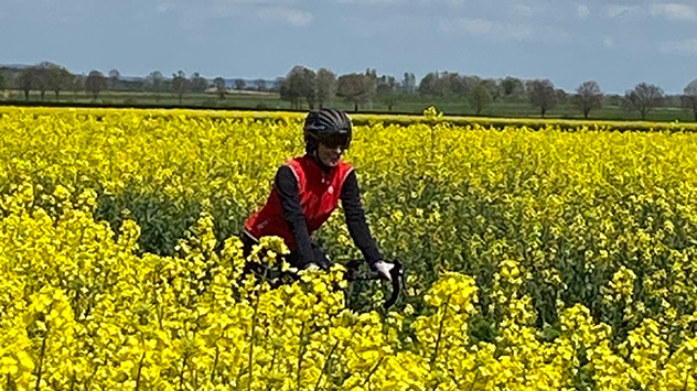 Radfahrerin zwischen Rapsfeldern