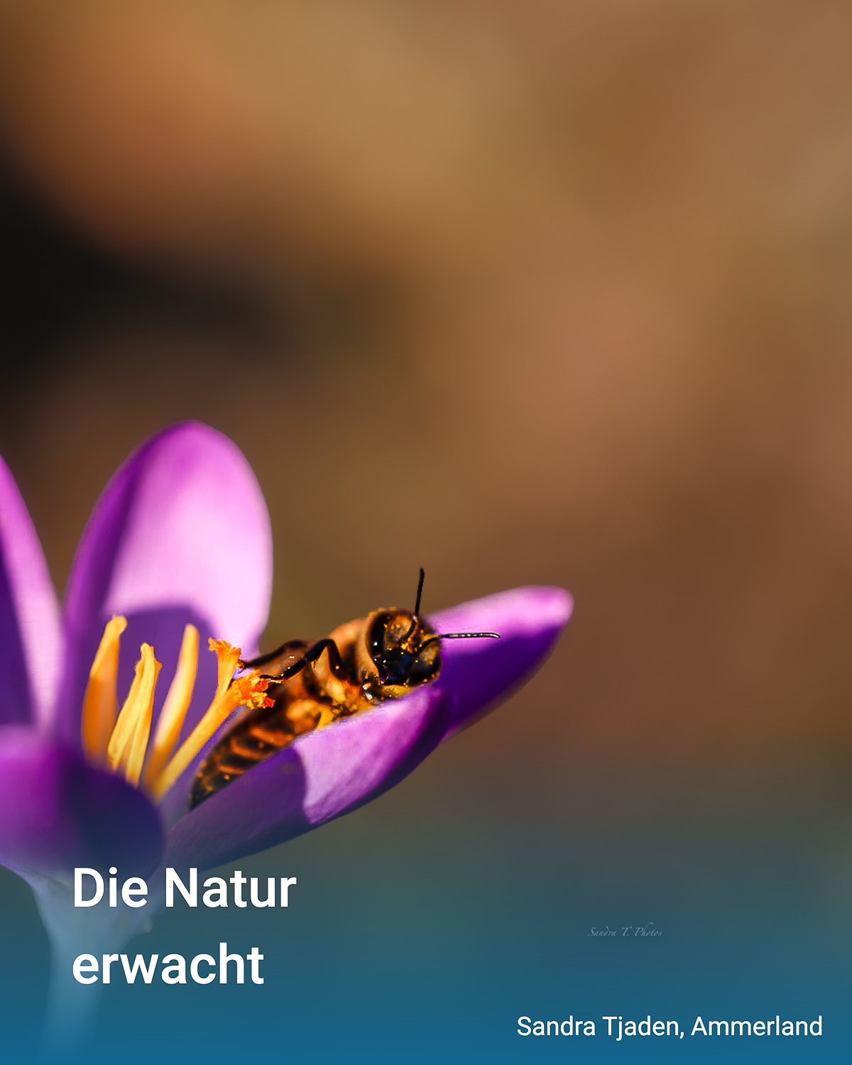 Biene auf violettem Krokus im warmen Morgenlicht. Makroaufnahme mit unscharfem Hintergrund.