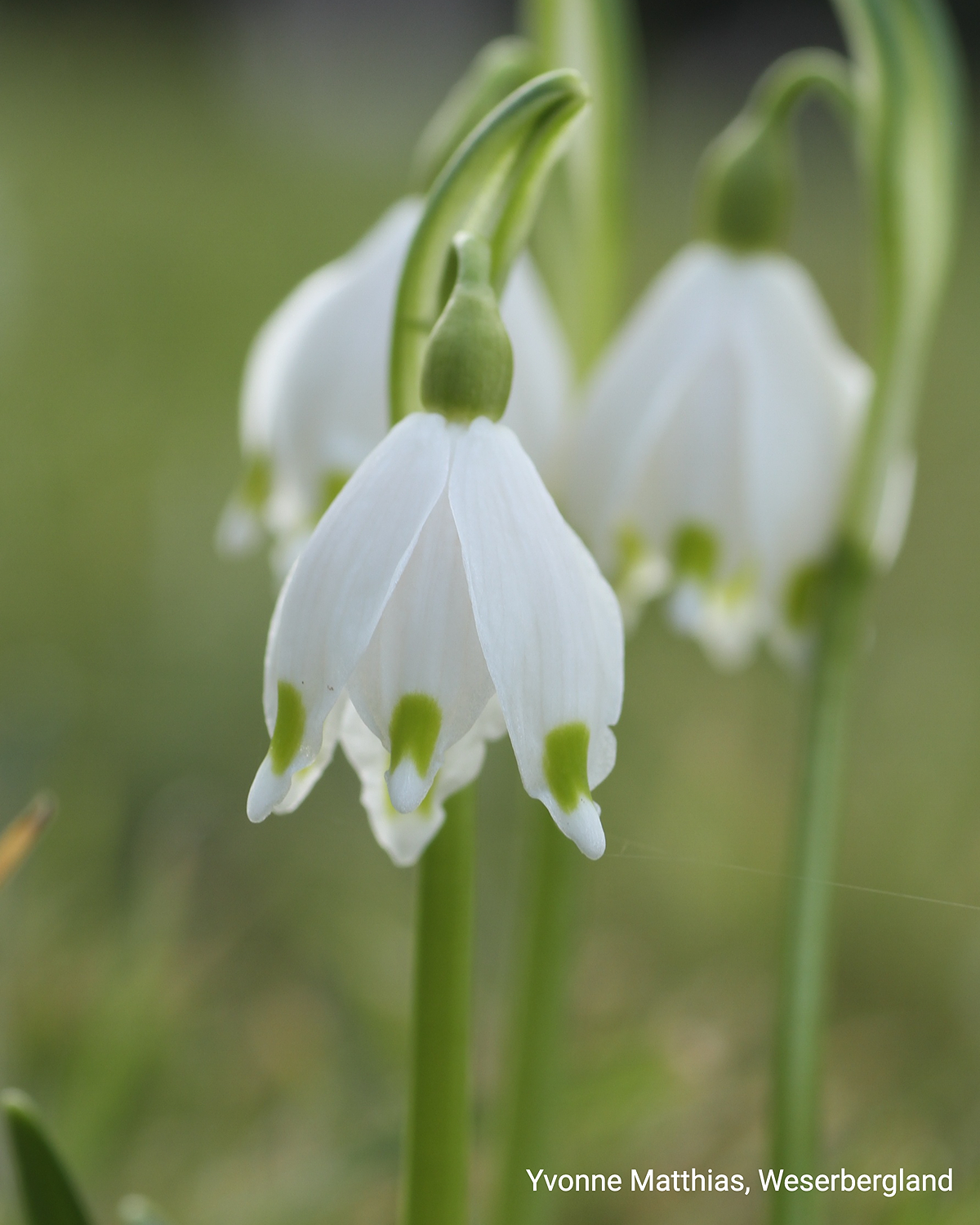 Weiße, glockenförmige Märzenbecher-Blüte mit grünen Spitzen in Nahaufnahme. Unscharfer grüner Hintergrund.