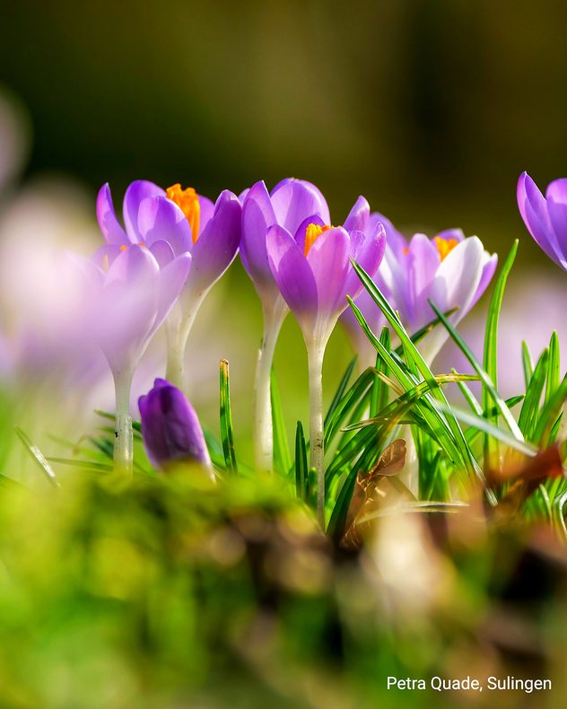 Violette Krokusse mit orangefarbenen Staubgefäßen in einer Nahaufnahme. Frisches Gras und weicher, grüner Hintergrund im Sonnenlicht.