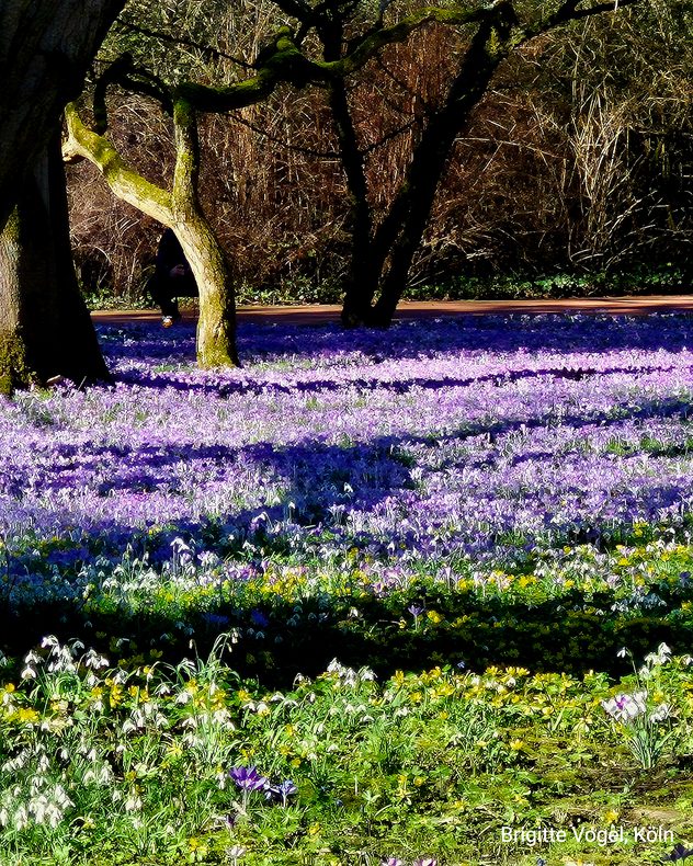 Park mit violettem Krokusteppich unter Bäumen im Sonnenlicht. Schneeglöckchen und gelbe Blumen im Vordergrund.