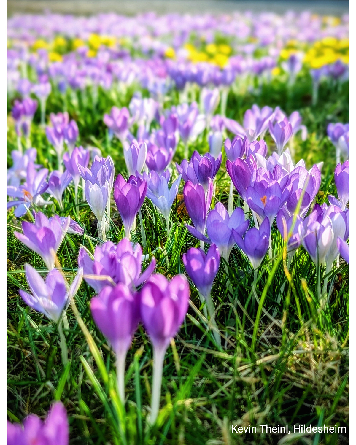 Violette und weiße Krokusse auf einer grünen Wiese im Sonnenlicht. Nahaufnahme mit unscharfem Blütenfeld im Hintergrund.