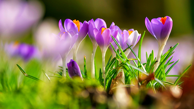 Violette Krokusse mit orangefarbenen Staubgefäßen in einer Nahaufnahme. Frisches Gras und weicher, grüner Hintergrund im Sonnenlicht.