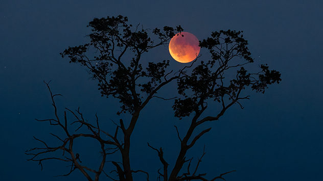 Roter Mond während einer Finsternis hinter den Zweigen eines Baumes. Die Silhouette der Äste hebt sich dunkel vor dem Nachthimmel ab.
