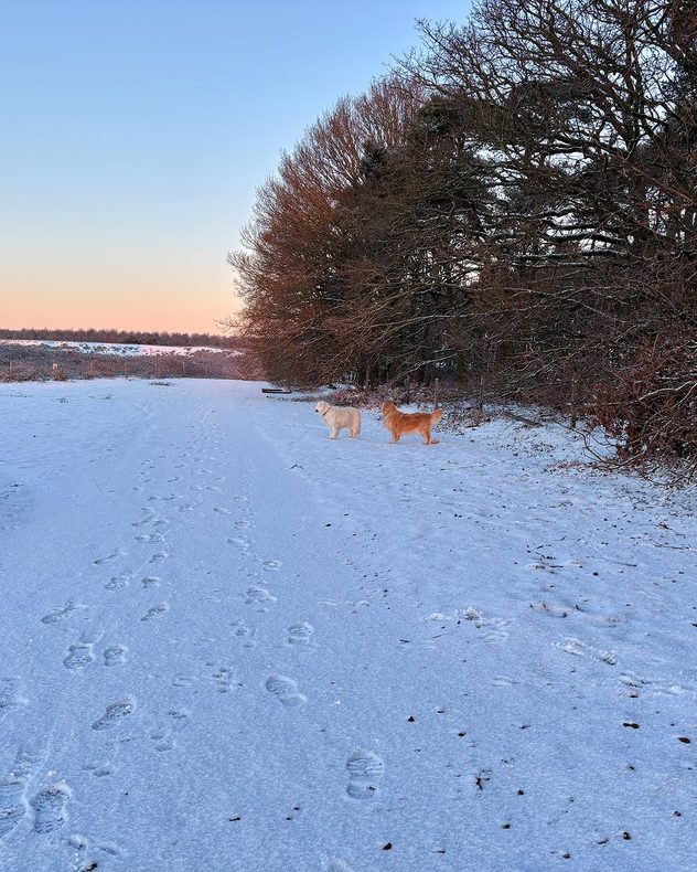 Snow-covered path with footprints leading into the distance, bordered by leafless trees, with two dogs standing on the snowy track under a pale blue and pink dusk sky.