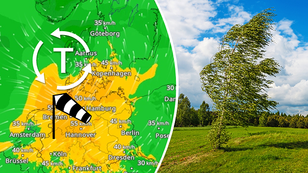 WindRadar mit Tief SINA über Norddeutschland und Dänemark. Dazu ein vom starken Wind gebogener Baum.
