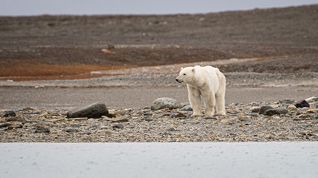 Eisbär in der Nordwestpassage