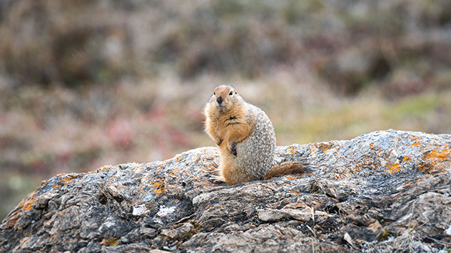 Der Müll kann dabei zur Gefahr für die Tierwelt werden. 