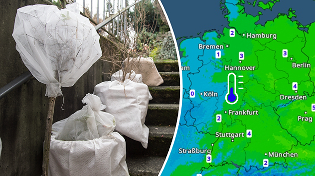 Links: Mit Vlies umwickelte Pflanzen auf einer Treppe. Rechts: Das TemperaturRadar für Sonntag.