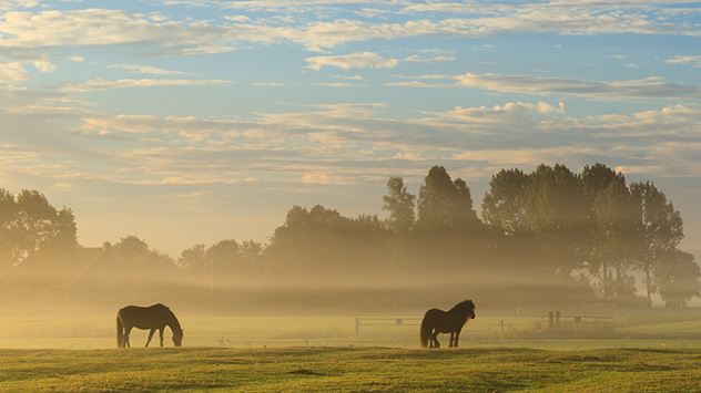 Herfstig plaatje met paarden op een weiland met lage ochtendmist.