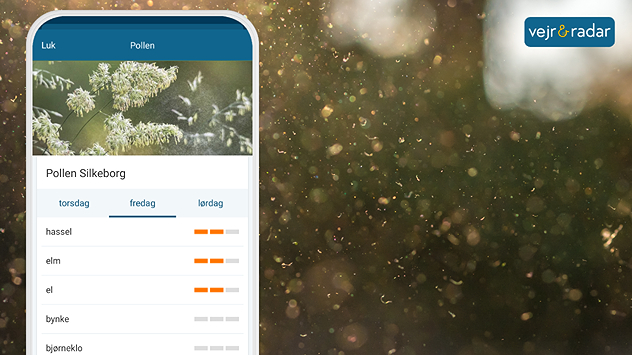 Vejrapp med pollenprognose for Silkeborg kombineret med synlig pollen i luften i sollys.