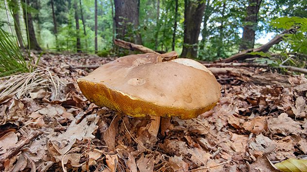 Großer brauner Pilz wächst auf dem Waldboden zwischen Laub und Ästen im lichten Mischwald. (c) Torsten Brehme via Uploader