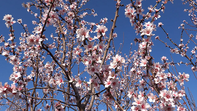 Blüten an einem Mandelbaum